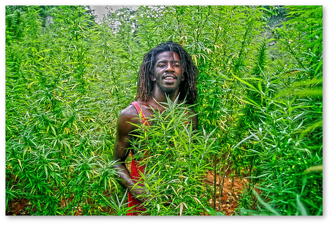 jamaica-marijuana-legalization-coming-soon