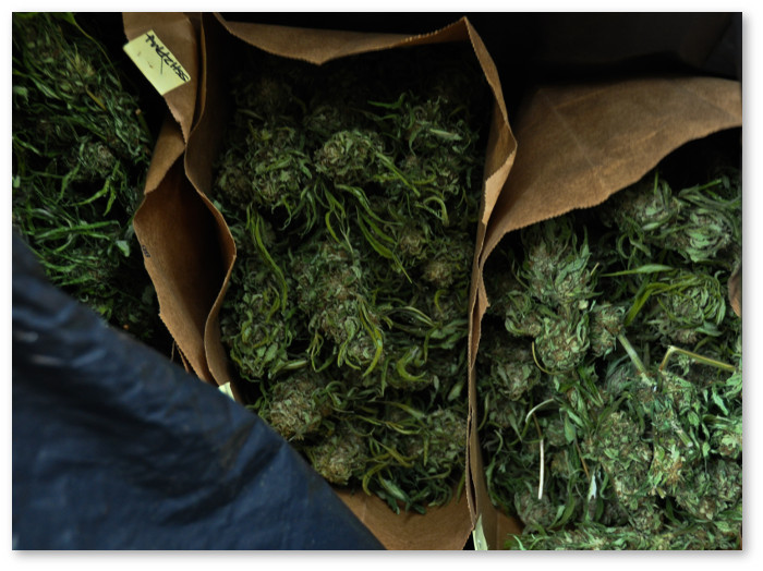 Bags-Of-Marijuana-Buds