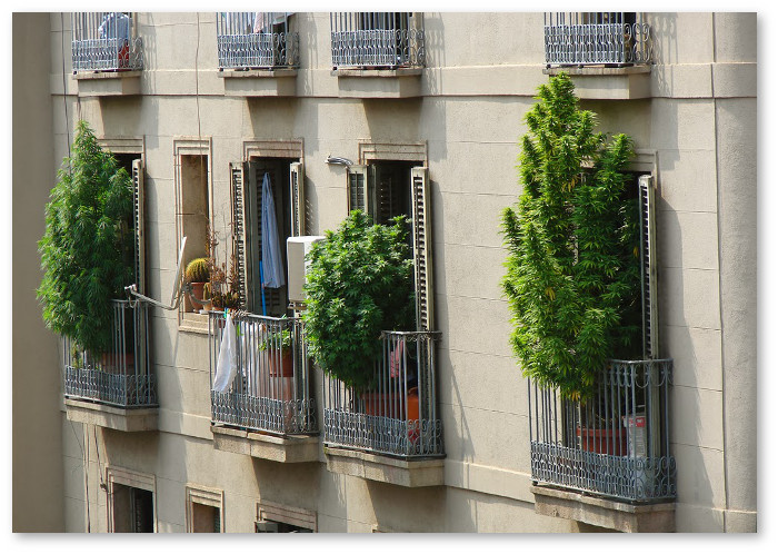 cannabis-balcony-barcelona