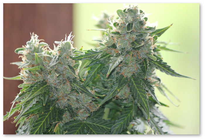 выращивание автоцветов