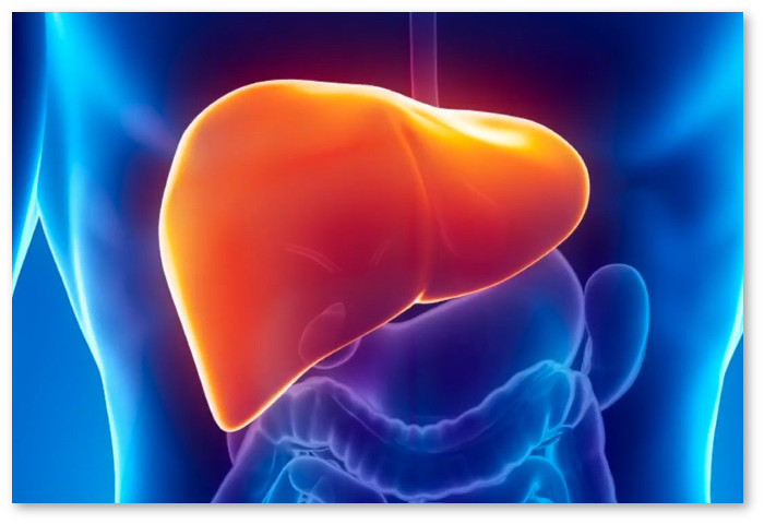 Liver