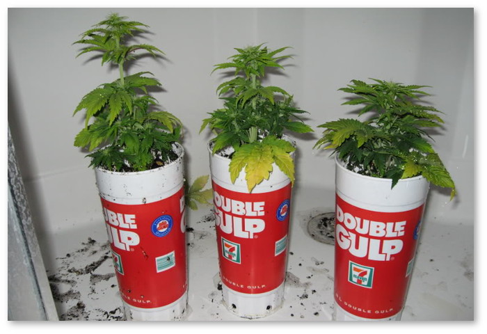 недостатки автоцветов