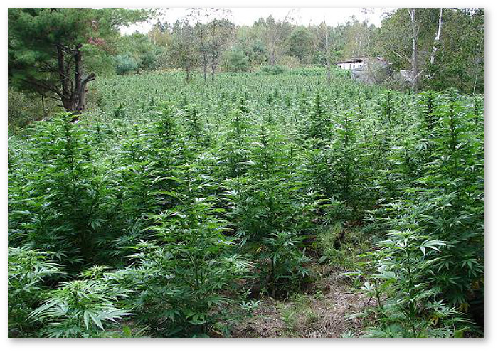 growing marijuana outdoors