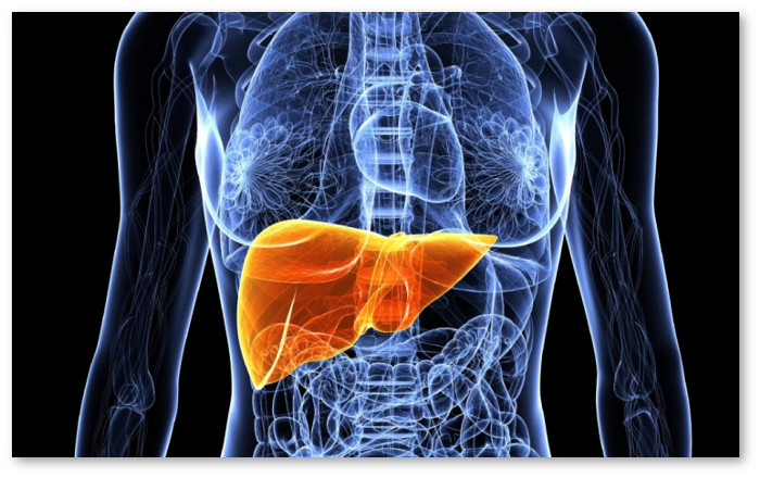 human-liver-3d-printer
