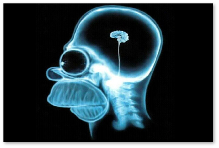 Homer-simpson-brain