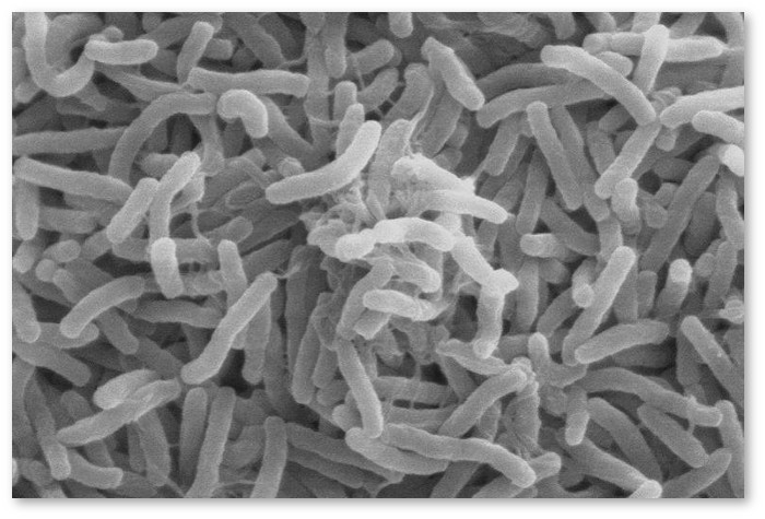 Mycobacterium-leprae