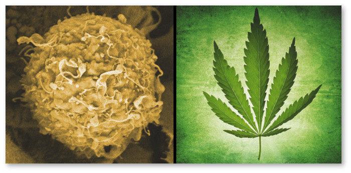 cannabis-cancer-researchers-11-08