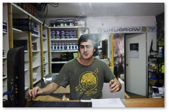 uruguay-cannabis