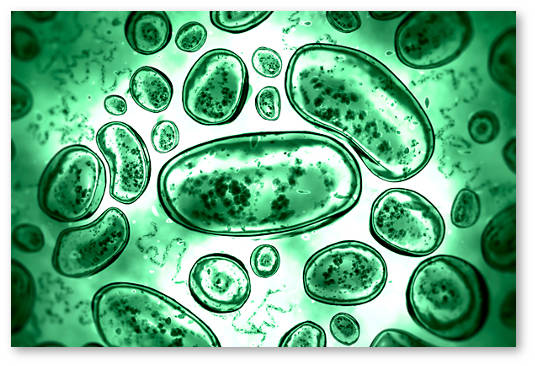 benefits-of-bactreria