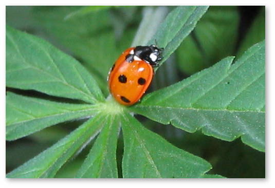 lady-bug-marijuana