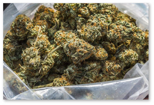 medical-marijuana-bud