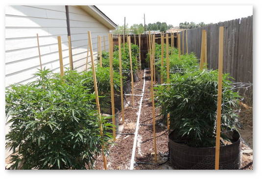 outdoor-cannabis-garden
