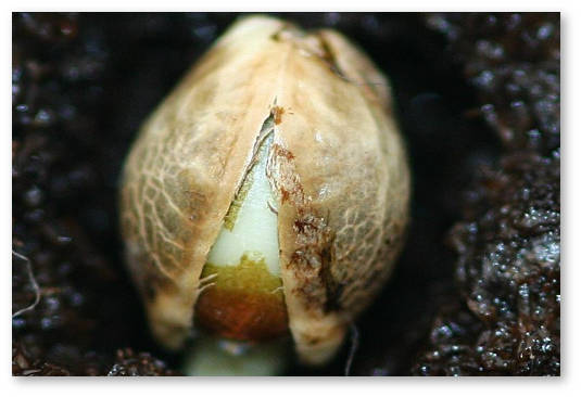 Germinate-cannabis-seeds