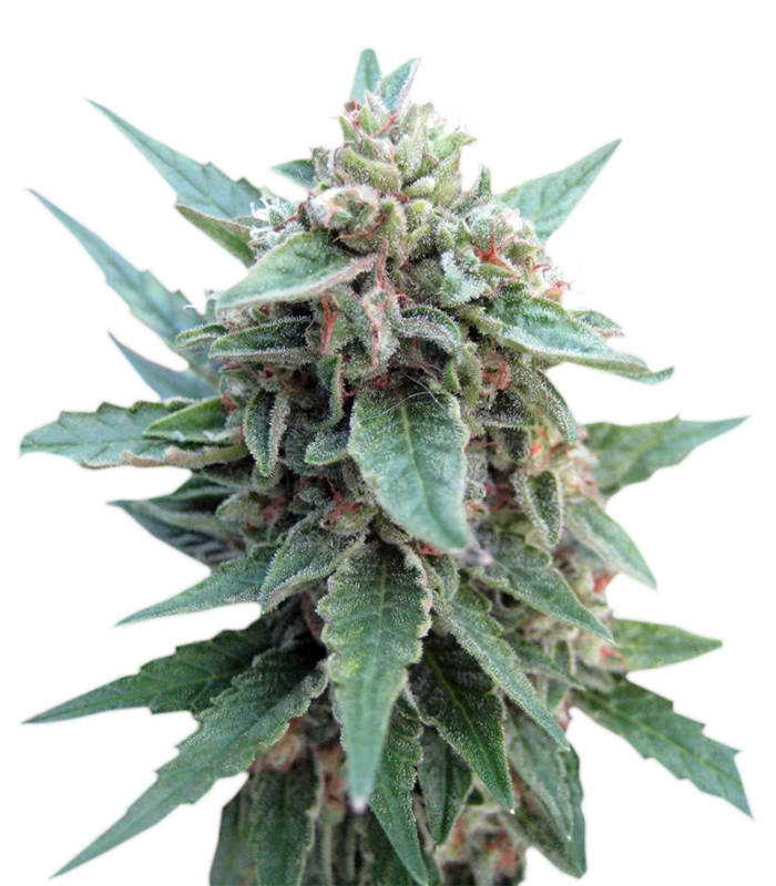 Red-Dwarf-Buddha-Seeds