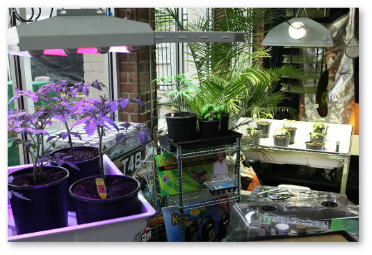 konoplya-i-lishnij-ves