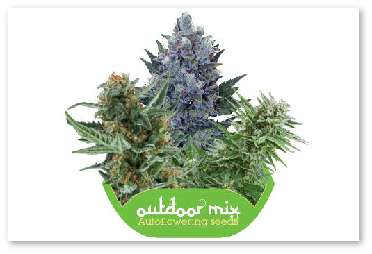 semena-avtocvetushhej-konopli