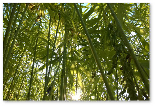 texnicheskaya-konoplya-i-ekologiya-planety