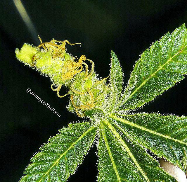 buton-konopli-vyros-na-liste-JimmyUpTheFarm2