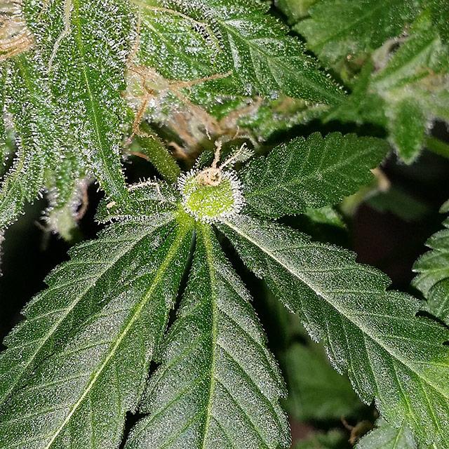 cvetok-vyros-pryamo-na-liste-J-T-Brown