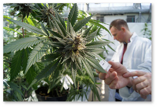 issledovaniya-medicinskoj-marixuany