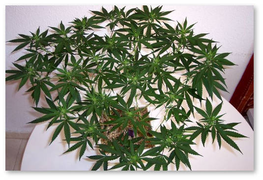 konoplya-gustoj-kust