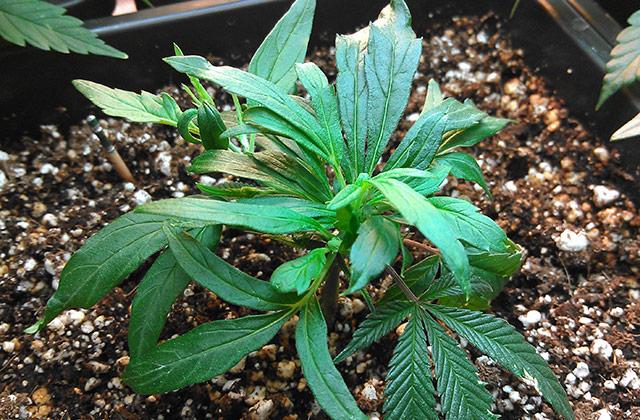 konoplya-mutant-J-Weston