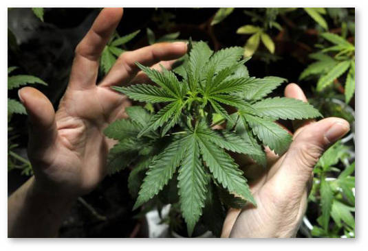 legalizaciya-marixuany-v-kolorado