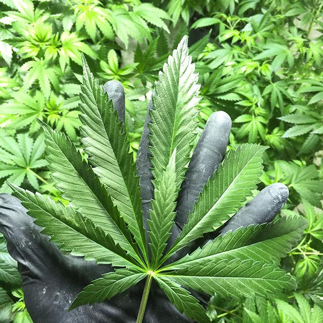 netipichnyj-list-konopli-R-Allrutz