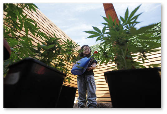 poliv-i-udobrenie-konopli