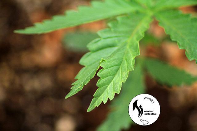 razdvoennyj-list-konopli-Hi-Minded-Collective-Maui-Hawaii