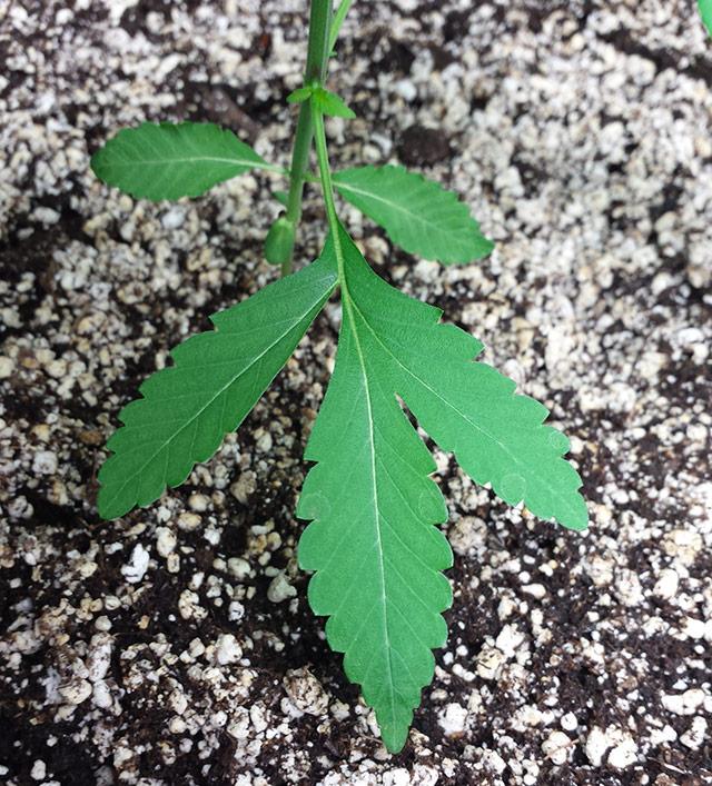 srosshijsya-list-konopli-greenthumbmedical