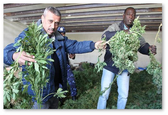 ssha-importiruyut-marixuanu