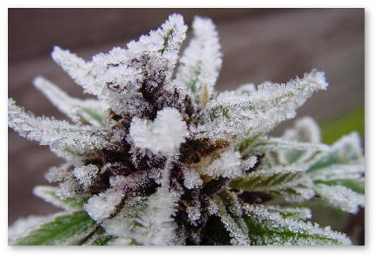 super-smolistyj-trim