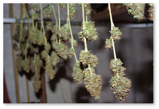 sushim-i-prolechivaem-konoplyu