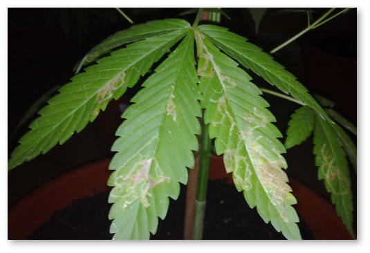 vrediteli-konopli-minery