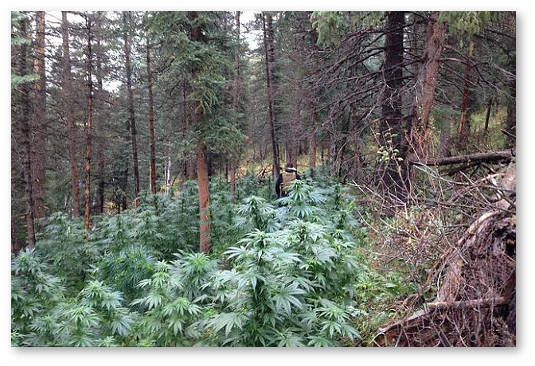 vyrashhivanie-konopli-v-lesu