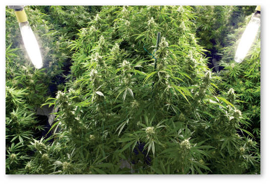 gidroponika-dlya-nachinayushchih-1