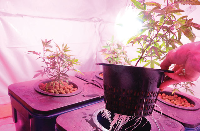 gidroponika-dlya-nachinayushchih-9