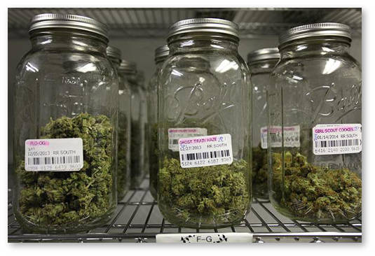 hranenie-konopli-v-bankah