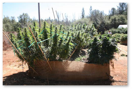 kak-pravilno-sushit-shishki