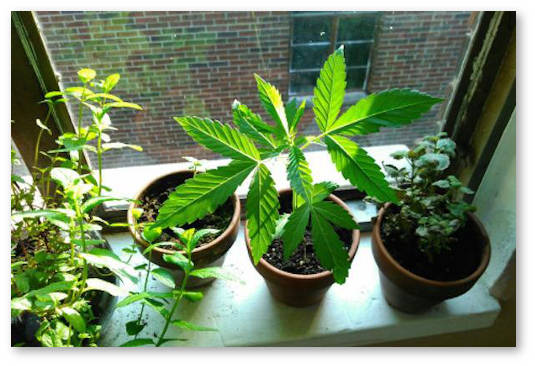 konoplya-na-podokonnike