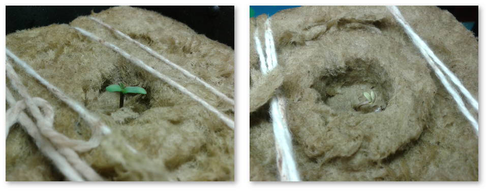 peresadka-avtocvetov-bez-stressa-03