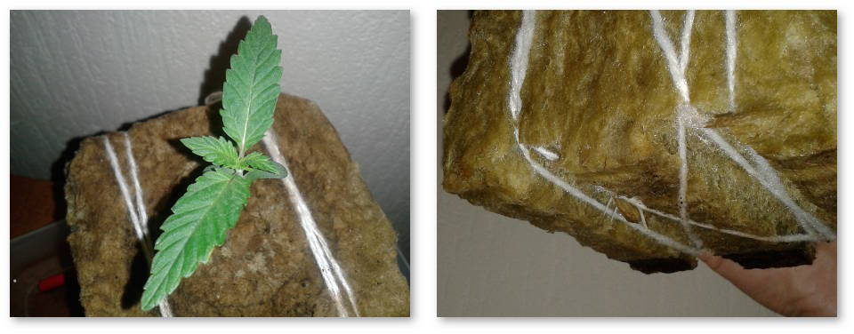 peresadka-avtocvetov-bez-stressa-04