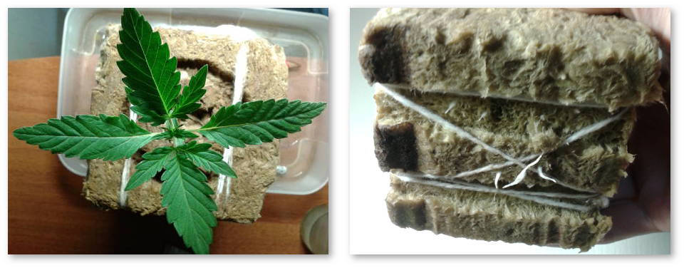 peresadka-avtocvetov-bez-stressa-05