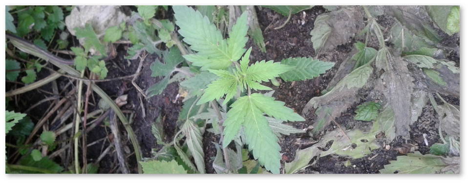 peresadka-avtocvetov-bez-stressa-06