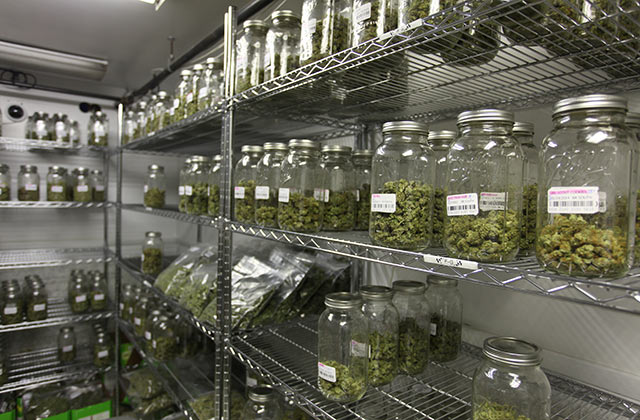 prolechivanie-konopli-v-bankah