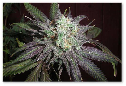 fioletovaya-konoplya