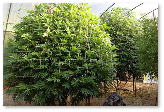 gennaya-inzheneriya-v-konoplevodstve