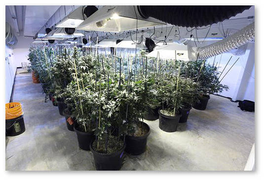 konoplya-i-svezhij-vozduh