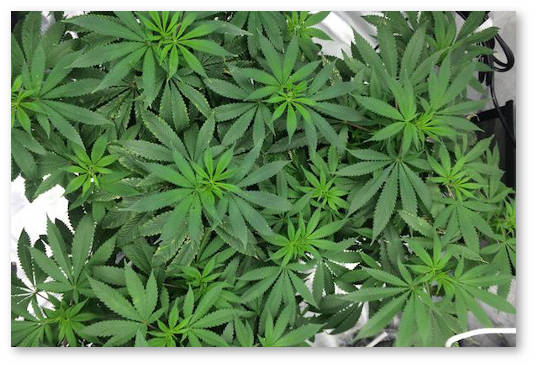 neskolko-kustov-konopli-v-odnom-gorshke